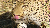 Сафари в Африке, леопард