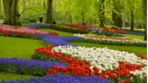 Парк цветов Койкенхоф