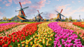 Пейзаж с тюльпанами в Заансе Сханс, Нидерланды